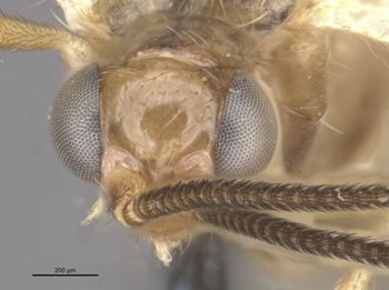 Media type: image;   Entomology 11934 Aspect: head frontal view
